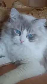 Kocourek ragdoll s PP