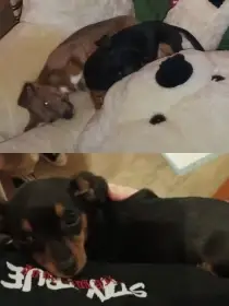 Darujeme dvě fenečky spěchala