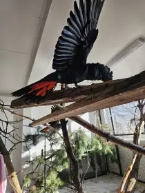 Kakadu Havraní Banksi - harmonizující pár 8 let