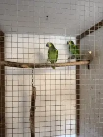 Amazoňan Modročelí