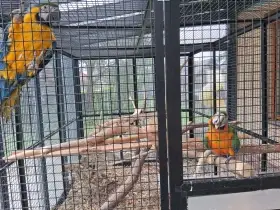 Samička 2 roky stará Ara Ararauna