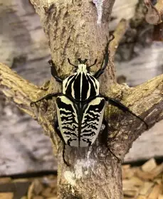 Goliathus albosignatus albosignatus