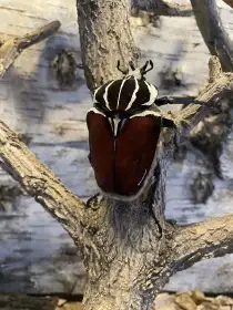 Goliathus goliatus