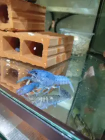 Rak floridský blue a red(Procambarus alleni),Rak mexický zakrslý (Cambarelus)