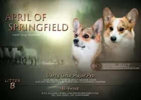 Štěňátka Welshcorgi Pembroke po pracovních rodičích