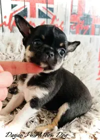 Čivava s PP ( FCI )