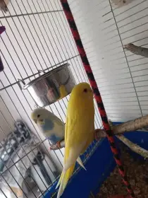 Scháním mladého samečka andulky vlnkované