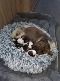 Štěňátka Shi-tzu