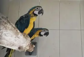 Ara ararauna 1,0 (2024) a 0,1 (2025) pod rodiči