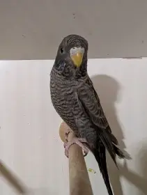 Vzácné andulky – Blackface, Blackwing, Anthracite (chovná kvalita)