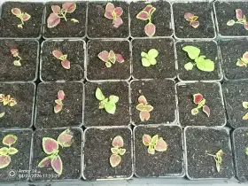 Coleus - Africká kopřiva