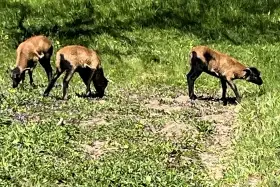 Prodám jehňata ovce kamerunské