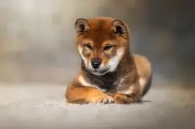 Sezamový pejsek Shiba s PP FCI