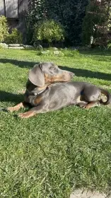 Jezevčík ke krytí