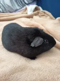 Daruji dva samce morčete