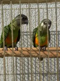 Papoušek senegalský