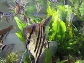 Skalára amazonská čtyřpruhová