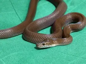 Užovka domácí africká