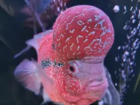 2.pary flowerhorn fish