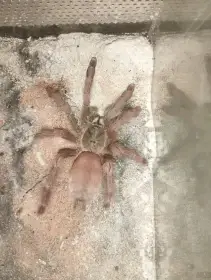 Nabídka sklípkanů – redukce chovu