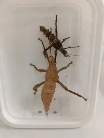 Heteropteryx dilatata