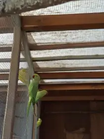 Chovný pár alexandrů