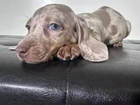 Jezevčík hladkosrstý trpasličí