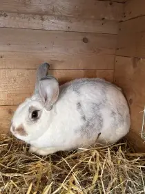 Prodám kříženku Nos x VSS