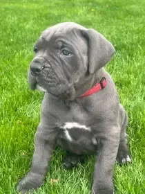 Cane Corso