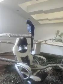 Pár Ara Hyacintový