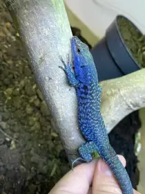 Podarcis Sicula Paulae Adult