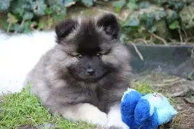 Německý špic vlčí/ keeshond prodám štěňata s PP