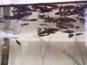 Říčanka Kropenatá