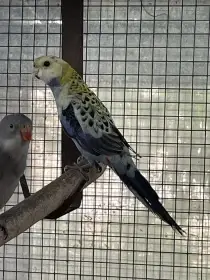 Prodám roselu žlutohlavou