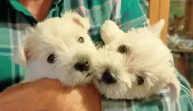 Westík - štěňátka s PP FCI