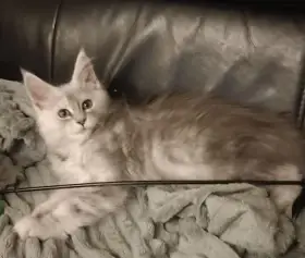 Mainská mývalí kočka, nádherná modrá koťátka