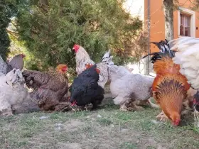 Násadová vejce Brahmánky velké mix barev