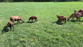 Ovce kamerunská - jehňata po plemenném beranovi