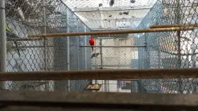 Rozela pestra Opalín Golden Gold