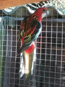 Rosely pestré