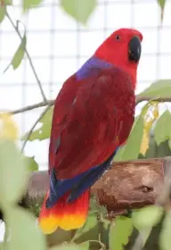 Eklektus různobarvý (Eclectus roratus)