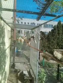 Prodám kakariki rudočelé