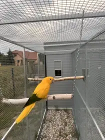 Guaruba guarouba