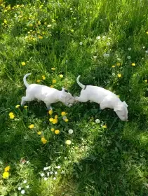 Bullterrier