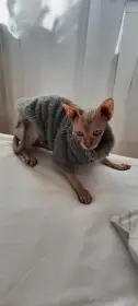 Kočka Sphinx  dárek
