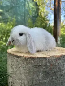 Minilop zakrslý beránek