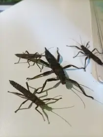 Mladé strašilky ostrouhlé