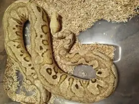 Spotnose YB pastel clown