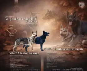 Východoevropský ovčák