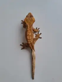 Pagekon řasnatý